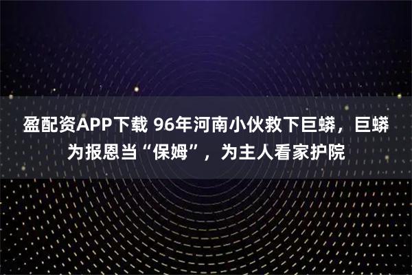 盈配资APP下载 96年河南小伙救下巨蟒，巨蟒为报恩当“保姆”，为主人看家护院